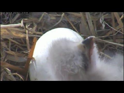 MNBound ~ Mom & Dad Tussle 4 Turtle ~ Close Ups ~ 04-15-2014