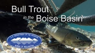 Bull Trout Activities in Idaho's Boise River Basin