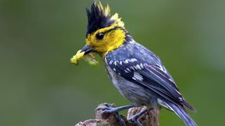 Download lagu MASTERAN GACOR & PIKAT GELATIK JAMBUL SUARA PANCINGAN TEMBAKAN JERNIH | KICAU MERDU SUARA BURUNG mp3