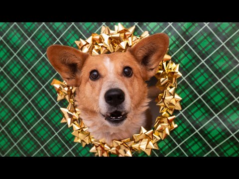 Dogs, pigs, kittens, parrots, bunnies and more celebrate the season at Best Friends Animal Sanctuary