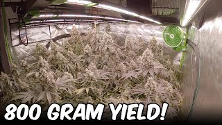 Platinum Pave TIMELAPSE FULL GROW SEED TO HARVEST! VIVOSUN GROW EQUIPMENT