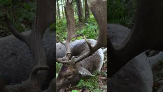 Damwildbrunft im Forstgut Reilmann 🦌 die Nacktschnecke von  ⁨@hunterbrothersofficial⁩