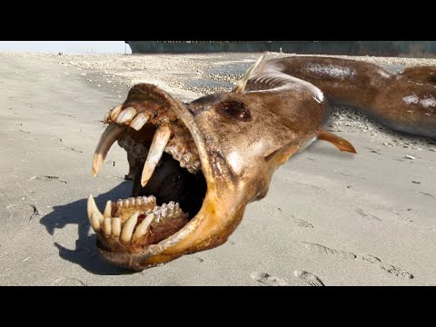 10 Craziest Sea Monsters Found On The Beach