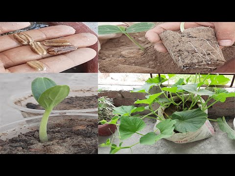 , title : 'Fastest Method of Bottle Gourd Seed Germination#Shorts'