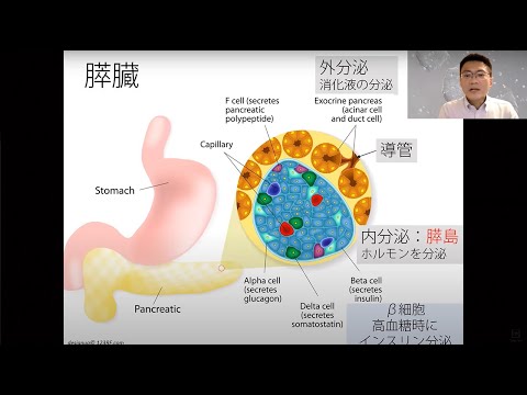 模擬講義「糖尿病に対する再生医学～幹細胞から膵臓を作る～」/ 東工大オープンキャンパスオンライン2020