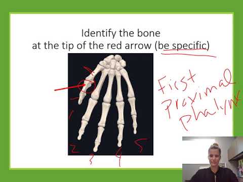 API Practice Lab Exam: Skeletal & Integumentary