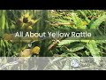 All about Yellow Rattle (Rhinanthus minor) and how to establish it.