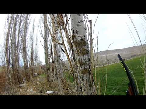 Akkurt kinetik av tüfeği ile tahtalı avı