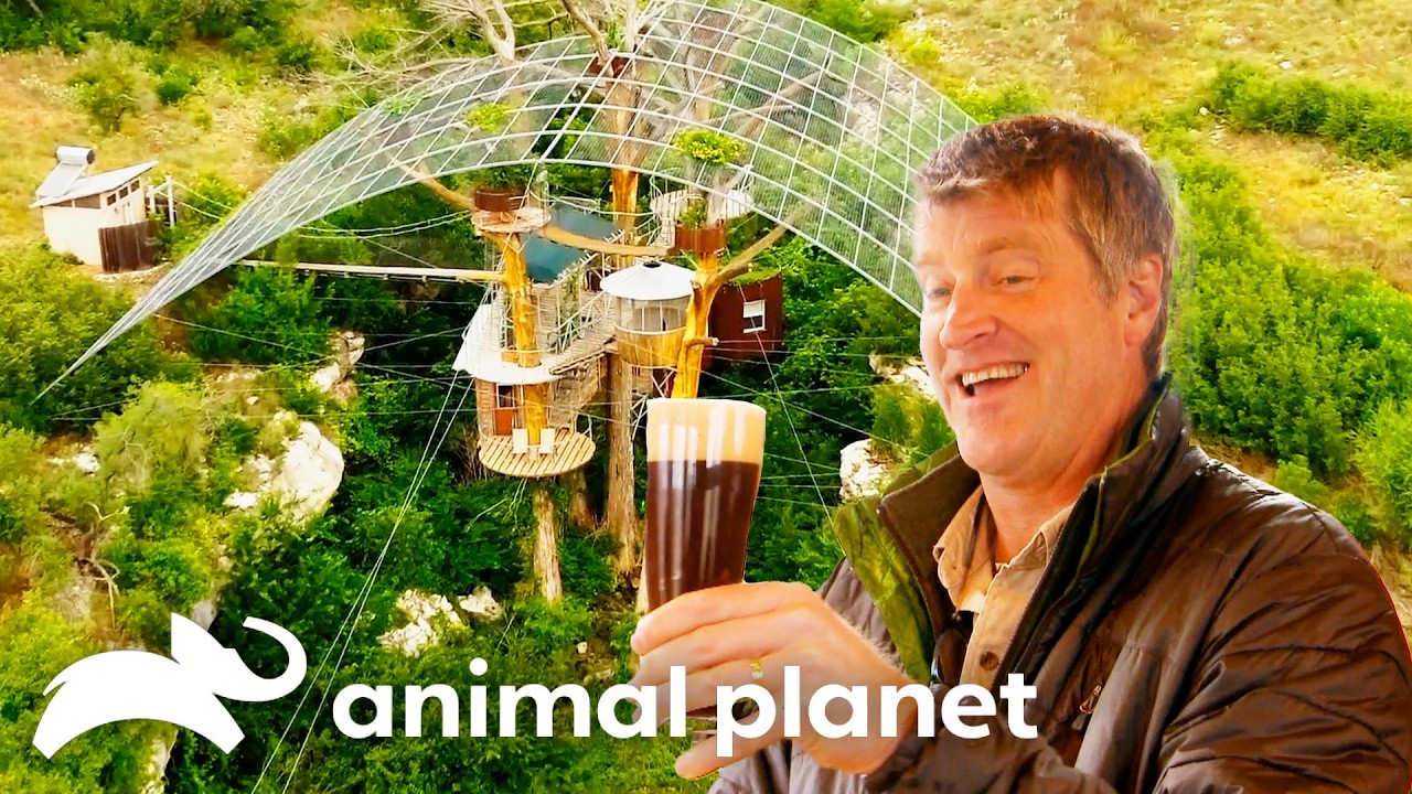 The Most Creative Treehouses! | Treehouse Masters | Animal Planet