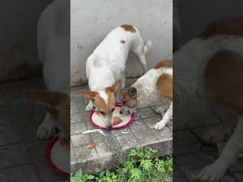 🥹❤️ #streetdogs #humanity #animals