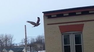 Hawk Attacks Pigeon