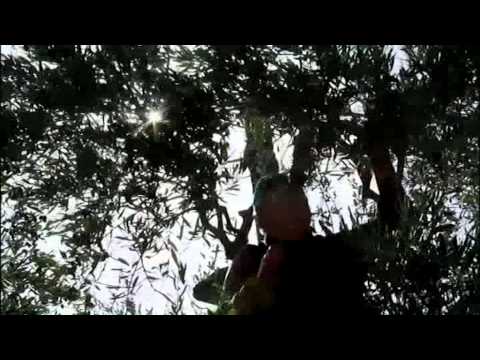 ONDA TG 25.02.2015 - OLIO   4 MEDAGLIE AL SOL D'ORO 2015