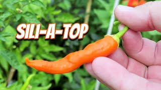 This Filipino Pepper Variety Deserves Your Attention