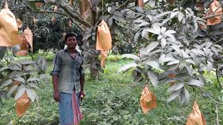 preview picture of video 'Mango garden in chapainawabganj.'