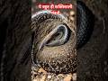 Om Krishna Vasudevaya ️ Krishna Viralvideo Whatsappstatus Shortsfeed