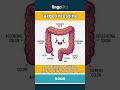 large intestine - the wide, lower part of your... video thumbnail