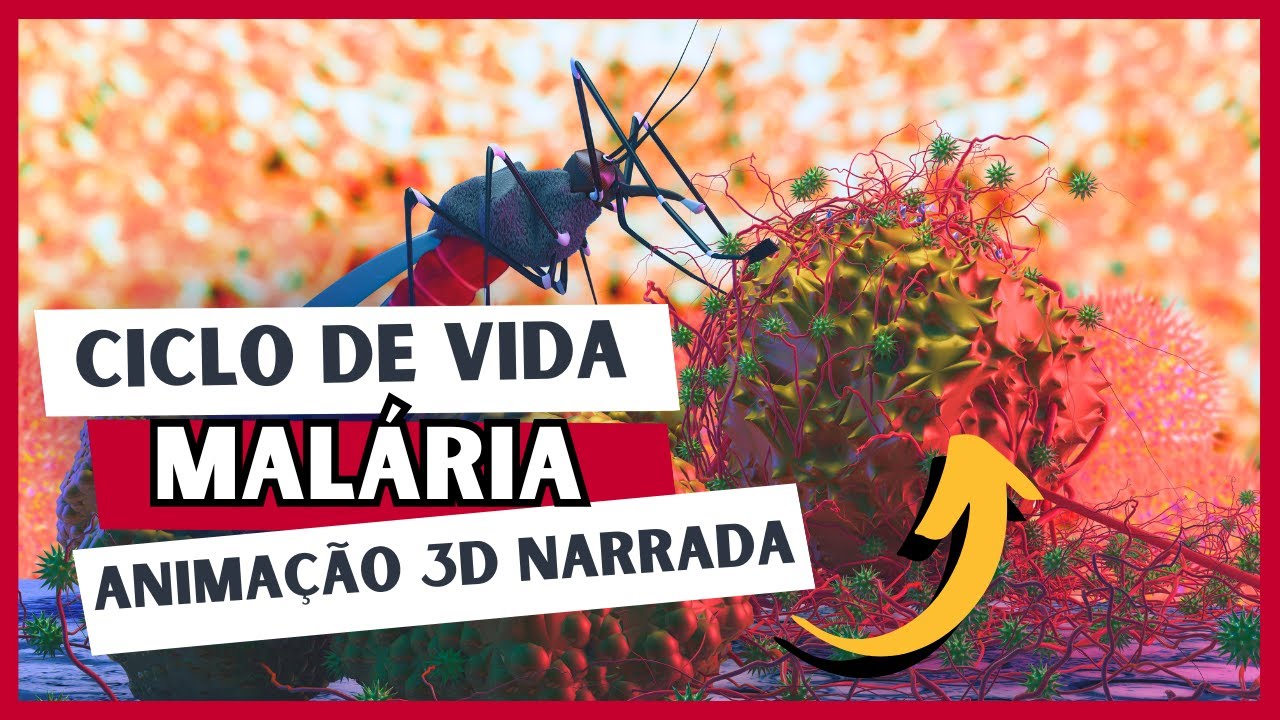 Ciclo de vida da MALÁRIA - Animação NARRADA - Luix Nascimento Biologia