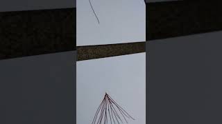 Trees that are extinct today😱🥹