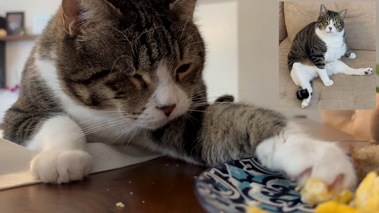 If you have a giant cat, you can never eat your breakfast plate alone.
