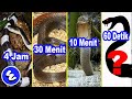 5 MOST DANGEROUS SNAKES IN THE WORLD FASTEST EFFECTS BY TIME