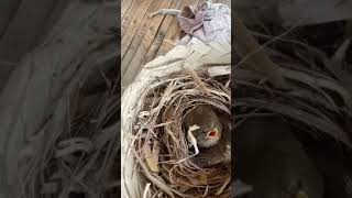 Download lagu Anakan burung jenggot mini atau esek2 mp3