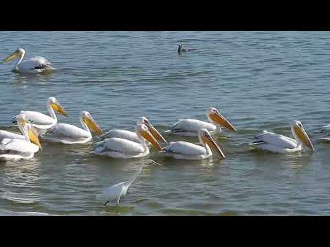 Pelicans catch fish together שקנאים בעבודת צוות