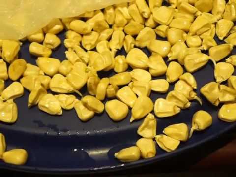 download lagu mp3 mp4 How Long Does It Take For Corn To Sprout, download lagu How Long Does It Take For Corn To Sprout gratis, unduh video klip How Long Does It Take For Corn To Sprout