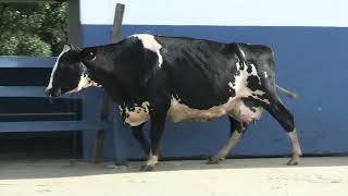 Vídeo 92 - 1ª ETAPA MEGA LIQUIDAÇÃO TOTAL AGROPECUÁRIA MARAJOARA - DIA 4 | GADO GIROLANDO E HOLANDÊS