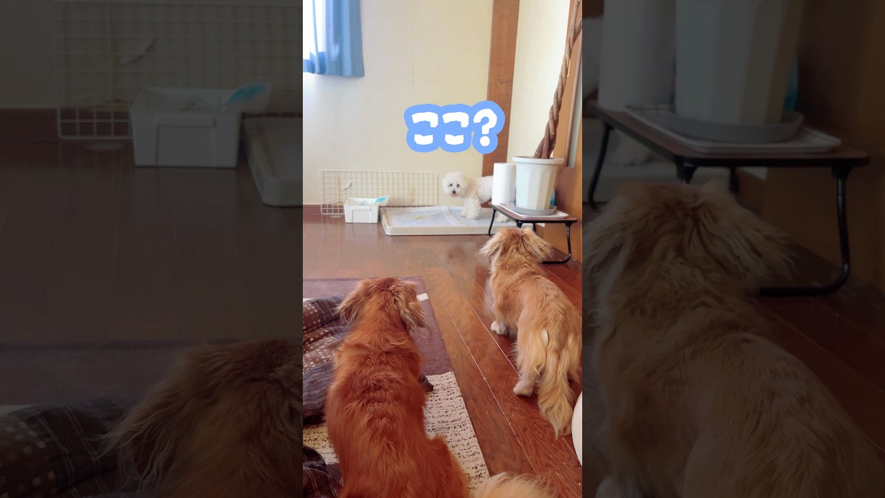 優しいお姉ちゃん？ #ビションフリーゼ #ミニチュアダックス