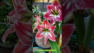 🌟 AMARYLLIS ESTRELA 🌸