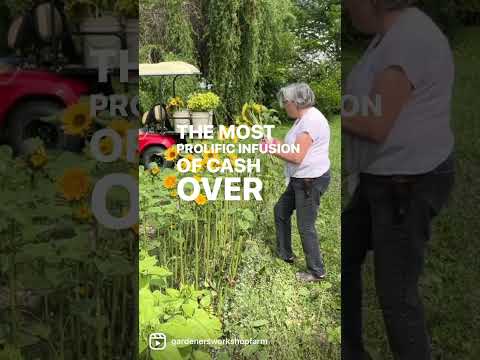 Are you harvesting sunflowers every week until frost? Perhaps the most prolific infusion of cash my