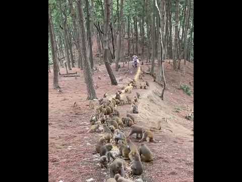 #ASMRMongkey #CuteDanjoomonkey  #Monkeyeating #FunnyMonkey #DanceMonkey / #monkey  Ept267  #shorts