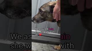 Abandoned #GermanShepherd cries like a human-full video: www.HopeForPaws.org ❤️ #dogs #rescue #l by Hope For Paws