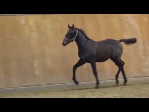 Cristallo I-Graf Top colt * 2015