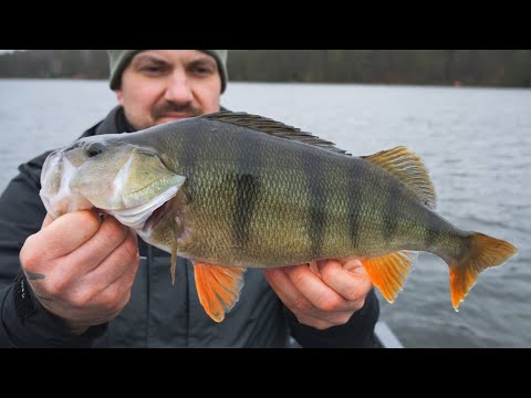 BB Custom Rods on Tour #8 - Perch Madness vol. 2