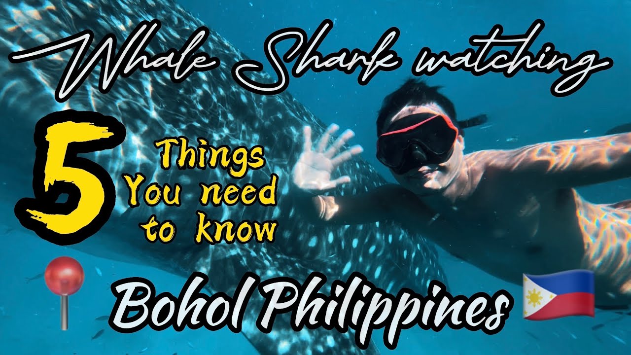Things to know before you experience Whale Shark Watching.