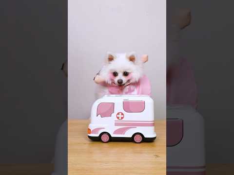 Nico: Strange patient!#nico #funny #smartnico #dog #cute