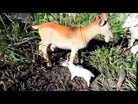 Chi Mushi Chi Nepali Farm Animals Learning Video Nepali Nursery Rhymes