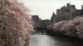 桜の大岡川流域を歩く 