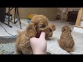 Cavapoo dogs for sale: Buster - Video 1