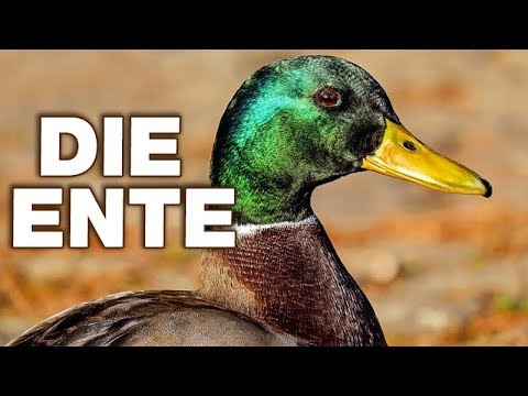 Die Ente - Anatomie und Biologie | Alternative Fakten fürs Referat | Parodie