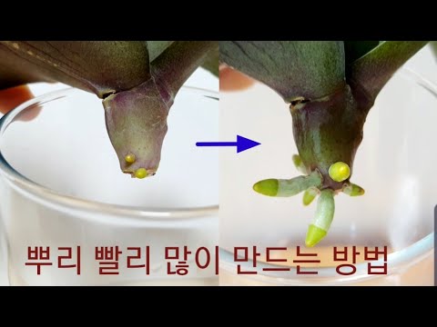 , title : '호접란 뿌리 플라스틱 컵에서 빨리 많이 만드는 방법, 여러분도 한번 해보세요 쉬워요. How to make phalaenopsis orchid roots faster.'