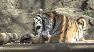 preview picture of video '牛骨食べてるアムールトラ　Siberian Tiger eating beef bone.'