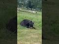 Black Bear In Woburn Safari Park Safari In The UK Wildlife Safari