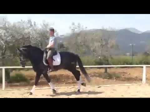 Ozzie!!  Fantastic young horse with so much talent!!