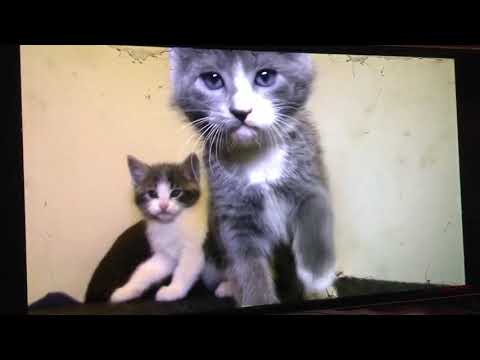 Talking Kitty Cat 49 - Kittens vs Vacuum Thug Kitten scene