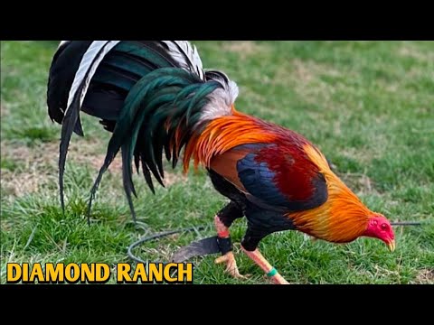 Pure Sweater Yellow leg hatch Kelso - DIAMOND RANCH