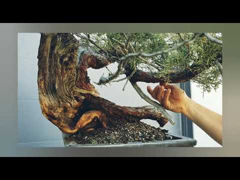 Sierra Juniper 677 Assessment By Dan Yobp