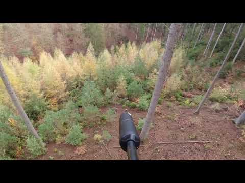 Drückjagd aus 10m Höhe - Blick vom Klettersitz