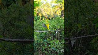 Download lagu TERKEJUT SPOT MIKAT TERNYATA ADA BURUNG KEPODANG EMAS BOS KU mp3